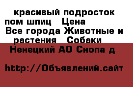 красивый подросток пом шпиц › Цена ­ 30 000 - Все города Животные и растения » Собаки   . Ненецкий АО,Снопа д.